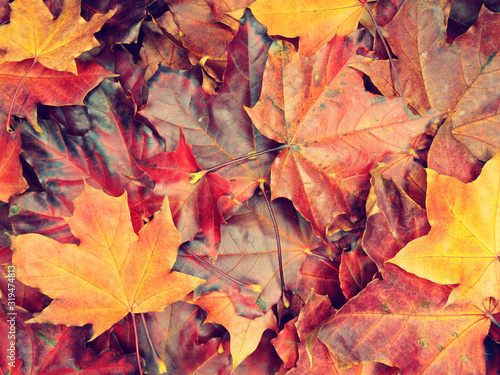 autumn background forest with maple trees and sunny beams