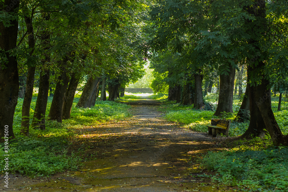 park outdoor walking asphalt road spring time green foliage and grass meadow natural environment park outdoor walking asphalt road spring time green foliage and grass meadow natural environment