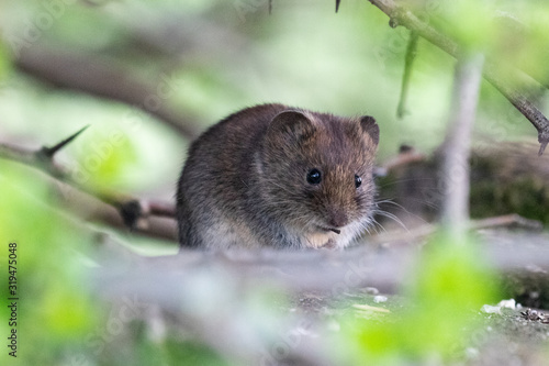 A cute furry little field vole eating a seed under a dense hedgerow photo