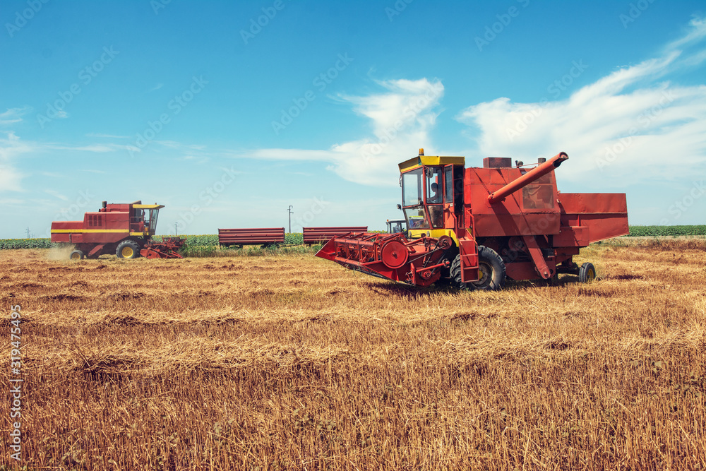 Obraz premium Combine harvesting in a field of golden wheat.