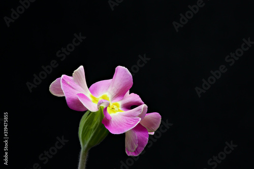 Close up Primrose Primula  pink flower on black background.View from profile. High resolution.