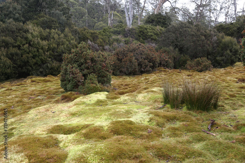 Tasmania, Cradle Mountain – Lake St Clair National Park  photo