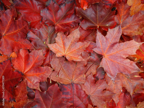 autumn background forest with maple trees and sunny beams