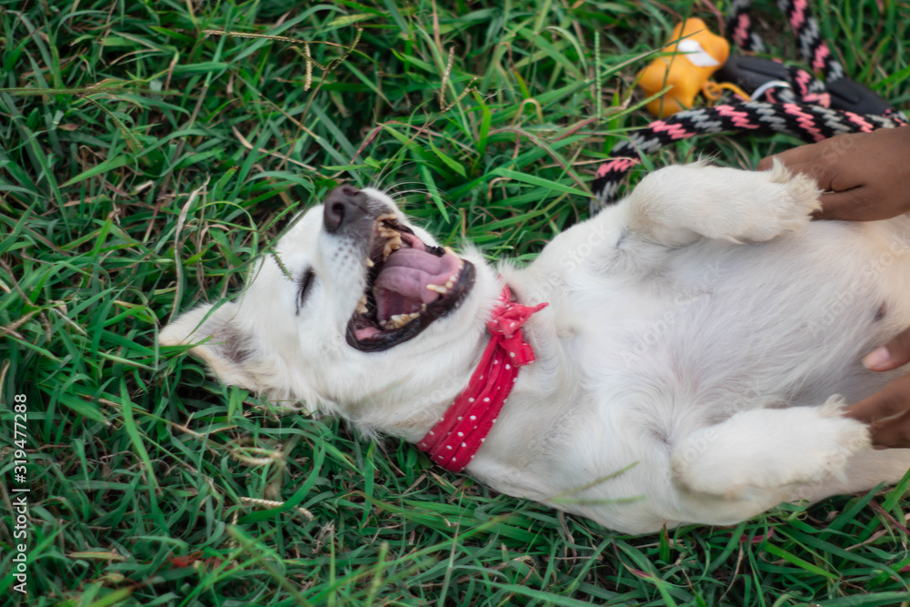 White and cheerful puppy dog lying in the grass White and cheerful puppy dog lying in the grass