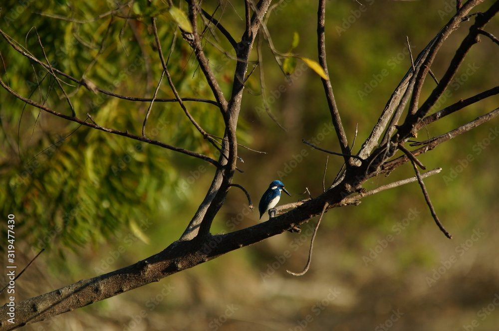 Cerulean kingfisher (Alcedo coerulescens) is a kingfisher in the subfamily Alcedininae which is found in parts of Indonesia. With an overall metallic blue impression. This bird is in a branch. Cerulean kingfisher (Alcedo coerulescens) is a kingfisher in the subfamily Alcedininae which is found in parts of Indonesia. With an overall metallic blue impression. This bird is in a branch.
