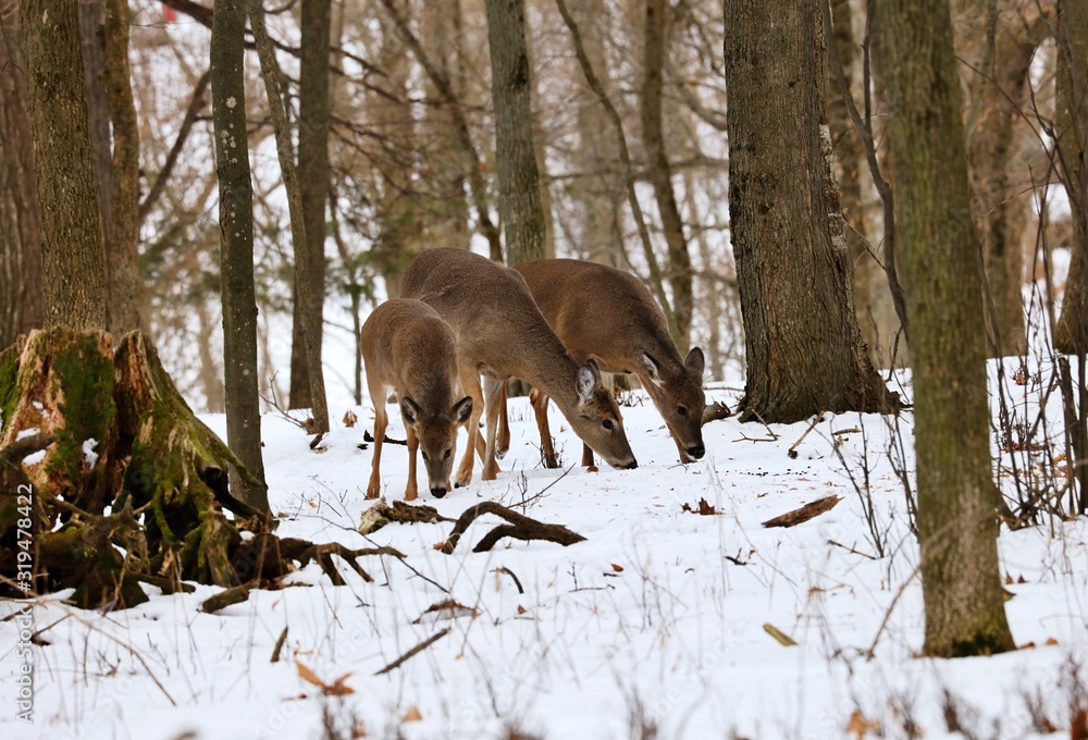 White tailed deer, doe and fawn near city park in Wisconsin White tailed deer, doe and fawn near city park in Wisconsin
