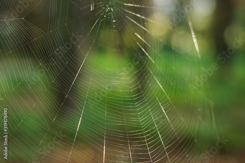 vivid shiny soft focus empty spider web on unfocused colorful green natural forest background with bokeh effect