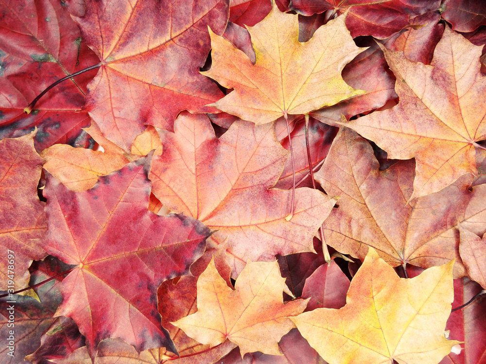 autumn background forest with maple trees and sunny beams