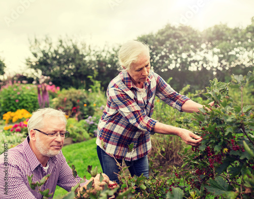 Fotografie, Tablou farming, gardening, old age and people concept - senior couple harvesting red cu