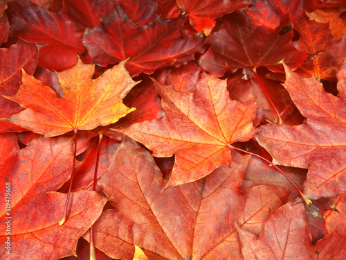 autumn background forest with maple trees and sunny beams