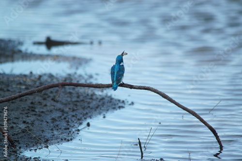 blue bird on the branch photo