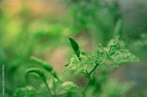 Thai chilli or guinea pepper taste most spicy on branch of stem photo