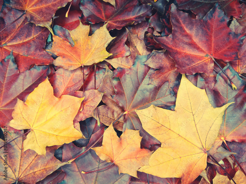autumn background forest with maple trees and sunny beams autumn background forest with maple trees and sunny beams