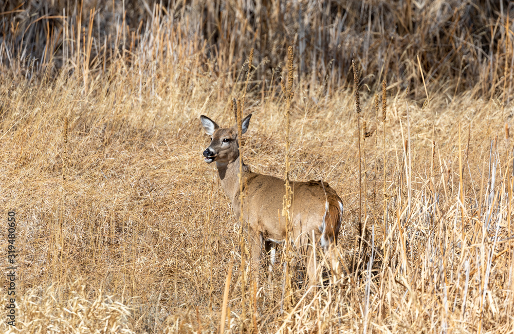 Doe Whitetail Deer in Fall in Colorado Doe Whitetail Deer in Fall in Colorado