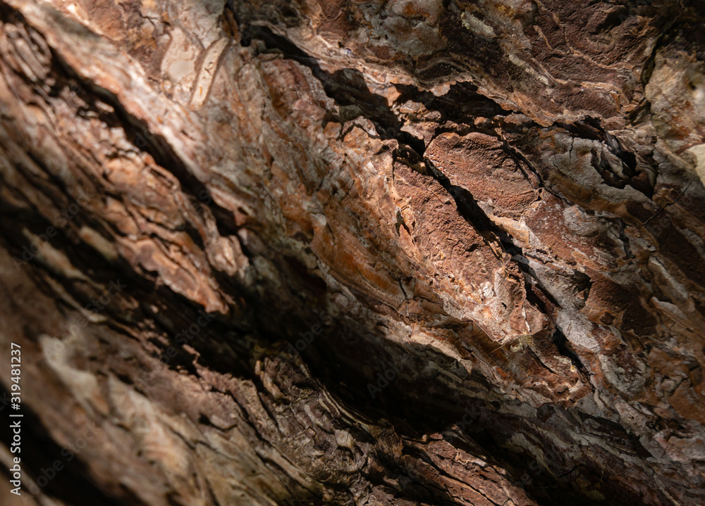 Bark of Pine Tree. The brown bark texture of old tree as original natural texture for background. Nature concept for design. Selective focus