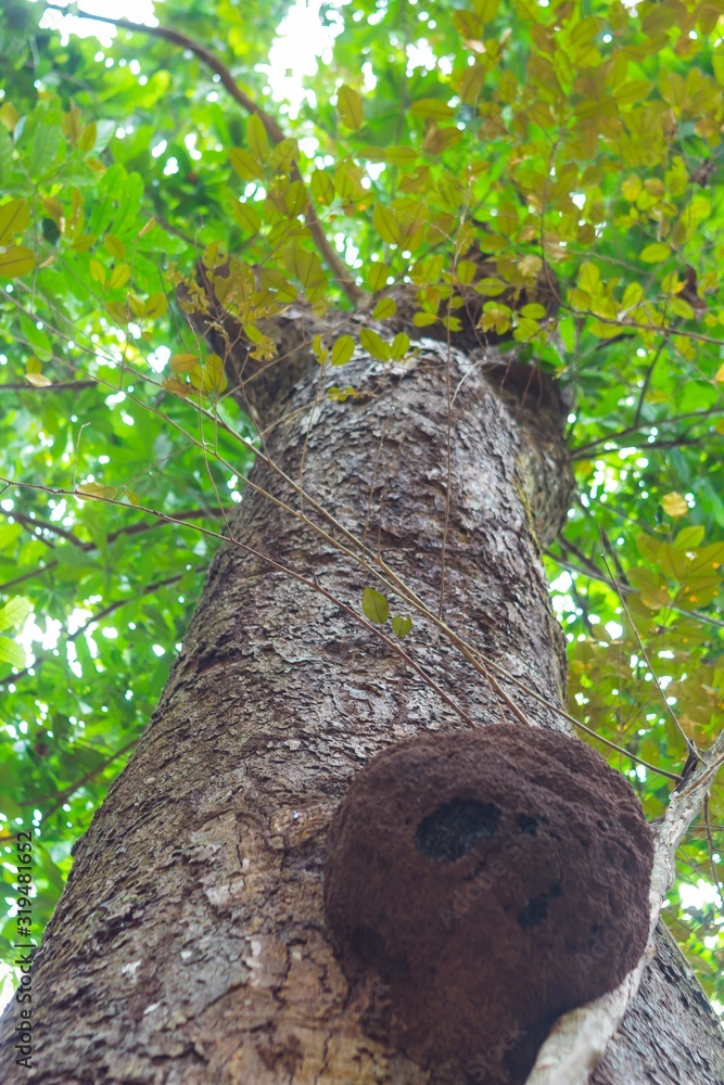 Perperctiva de Arbol verde en la naturaleza Perperctiva de Arbol verde en la naturaleza