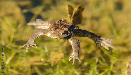 toad frog floating in clear water
