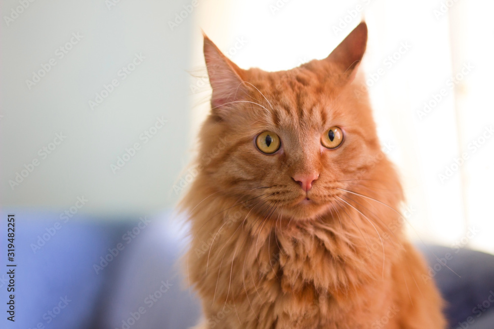 Portrait of a adorable red-headed cat with yellow eyes of the Maine Coon breed Portrait of a adorable red-headed cat with yellow eyes of the Maine Coon breed