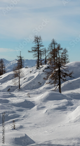 A few larch trees in winter time