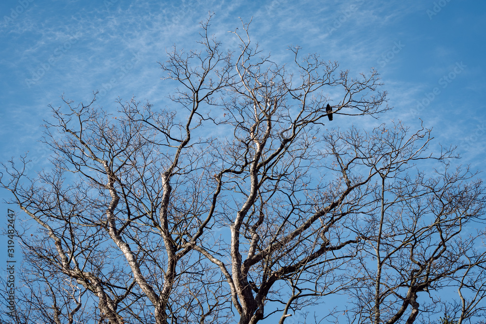 Obraz premium Leafless crown of the tree, leafless branches and perched black bird on the bare branches against a clear blue sk