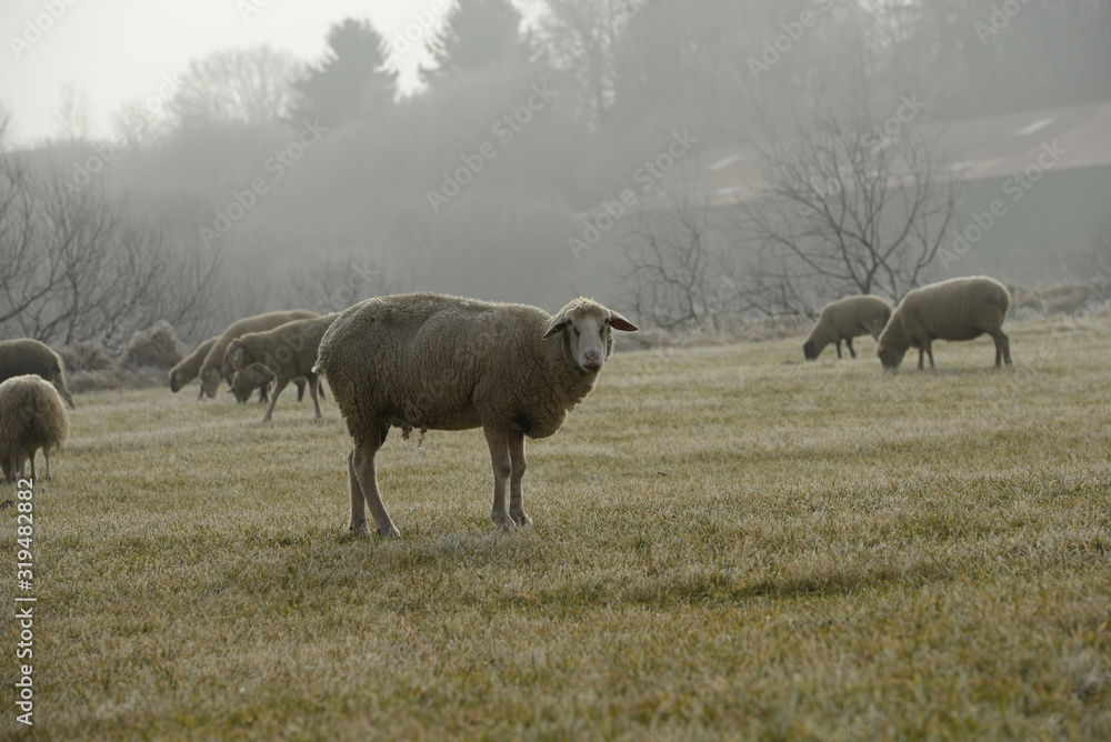Fototapeta premium Herdentier. Schaf steht auf der winterlichen Wiese