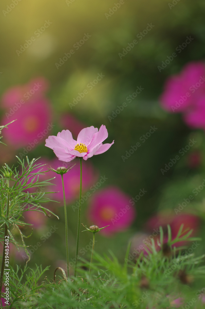Beautiful cosmos flowers in the field Beautiful cosmos flowers in the field