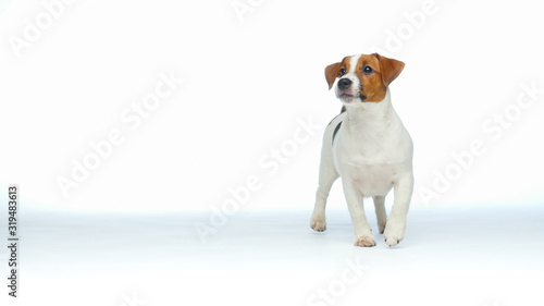 Cute Jack Russell Terrier © PaulShlykov