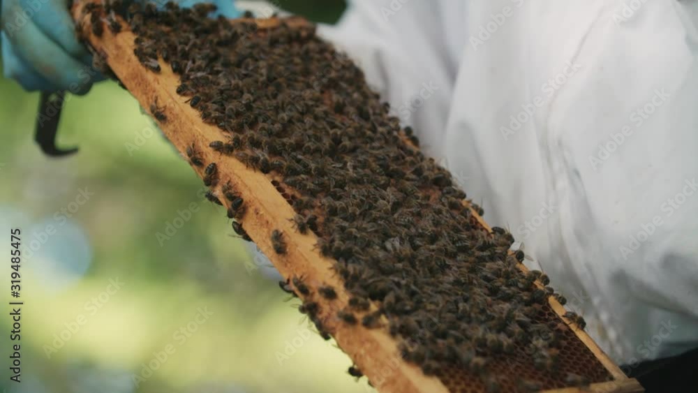 Bee keeper inspecting the bees and the honey Bee keeper inspecting the bees and the honey