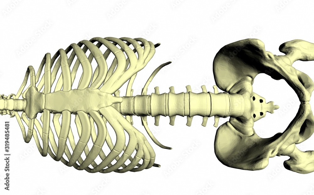 Fototapeta Szkielet na białym tle. Żebra kręgosłupa. Kość miednicy. Część ciała. Badanie lekarskie. Człowiek. renderowania 3D.