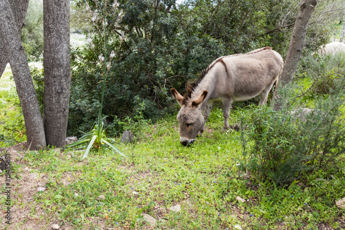 A portrait of a donkey in Sardinia
