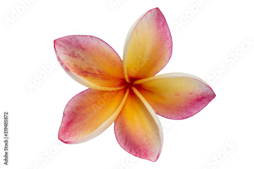 flower frangipani isolated on white background with clipping path