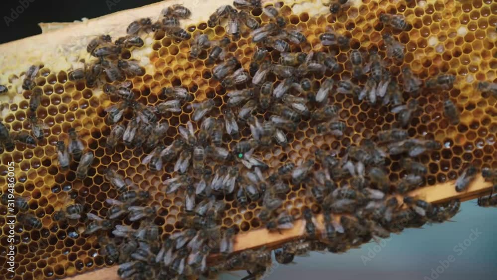 Bees close up moving on honey combs Bees close up moving on honey combs
