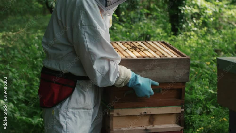 Bee keeper lifting the lid of the bee hive Bee keeper lifting the lid of the bee hive