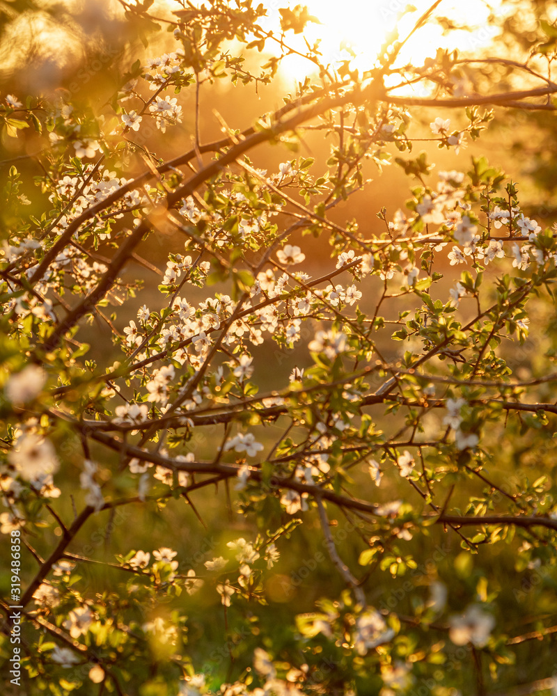 Close up of blooming plum tree in a golden sunset light in spring Close up of blooming plum tree in a golden sunset light in spring
