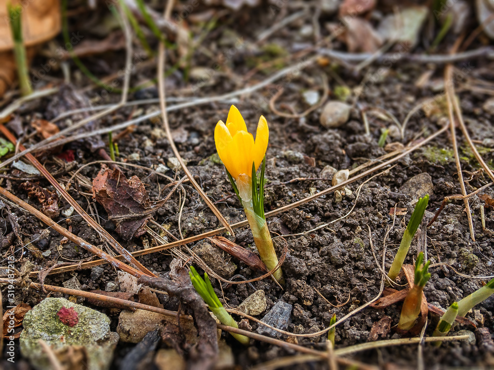 The bright yellow saffron flower (lat. Crocus) in the garden is the first news of the coming spring and warmth is a bright ray of waking nature. The bright yellow saffron flower (lat. Crocus) in the garden is the first news of the coming spring and warmth is a bright ray of waking nature.