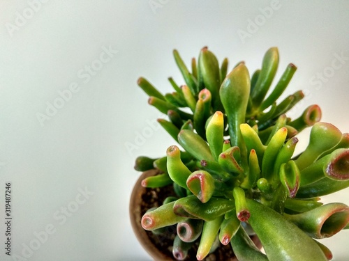 Crassula ovata 'Hobbit'