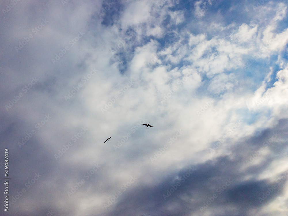 Two seagulls circle in the blue sky with cumulonimbus clouds before the rain.