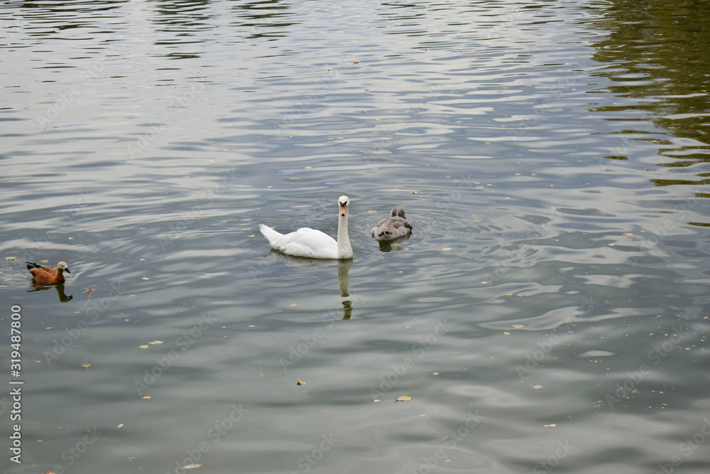 White swan and a grey cignet floating in the pond White swan and a grey cignet floating in the pond