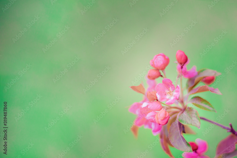 Obraz premium Soft focused bright flowering apple tree branch covered with lot of pink flowers on blurred green background with leaves bokeh. Bright color nature spring design for any purposes with copy space.