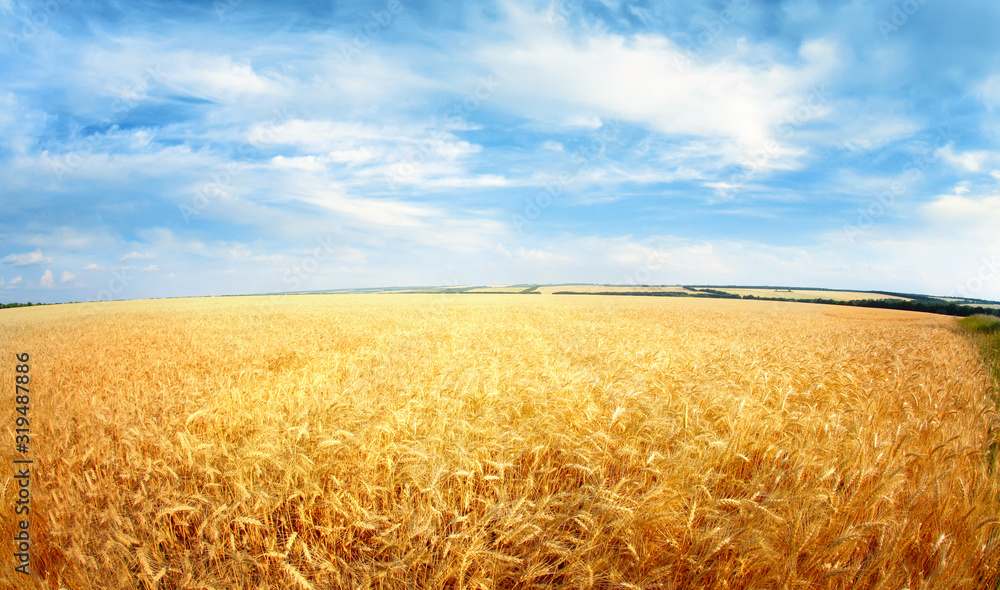 Fototapeta premium Sky and wheat field landscape. Nature background.
