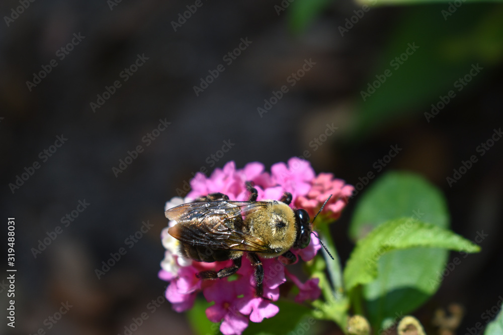Bumblebee Pollinating Spring Flowers in Coastal Florida Bumblebee Pollinating Spring Flowers in Coastal Florida