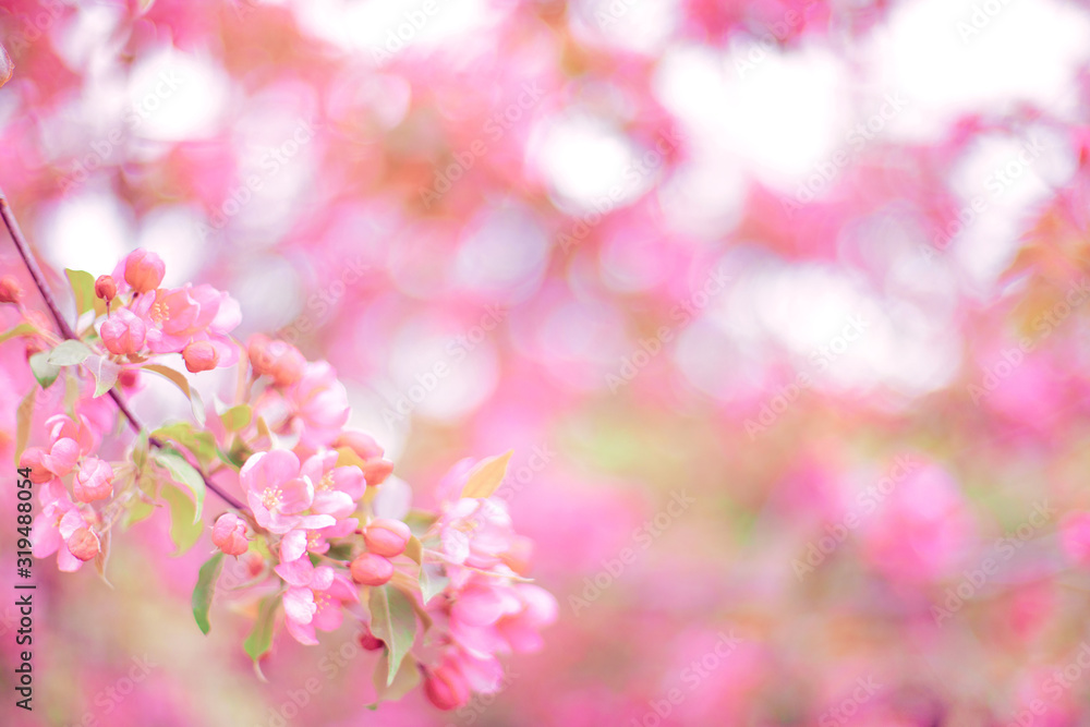 Soft focused bright flowering apple tree branch covered with lot of pink flowers on blurred pink background with leaves bokeh. Bright color nature spring design for any purposes with copy space.