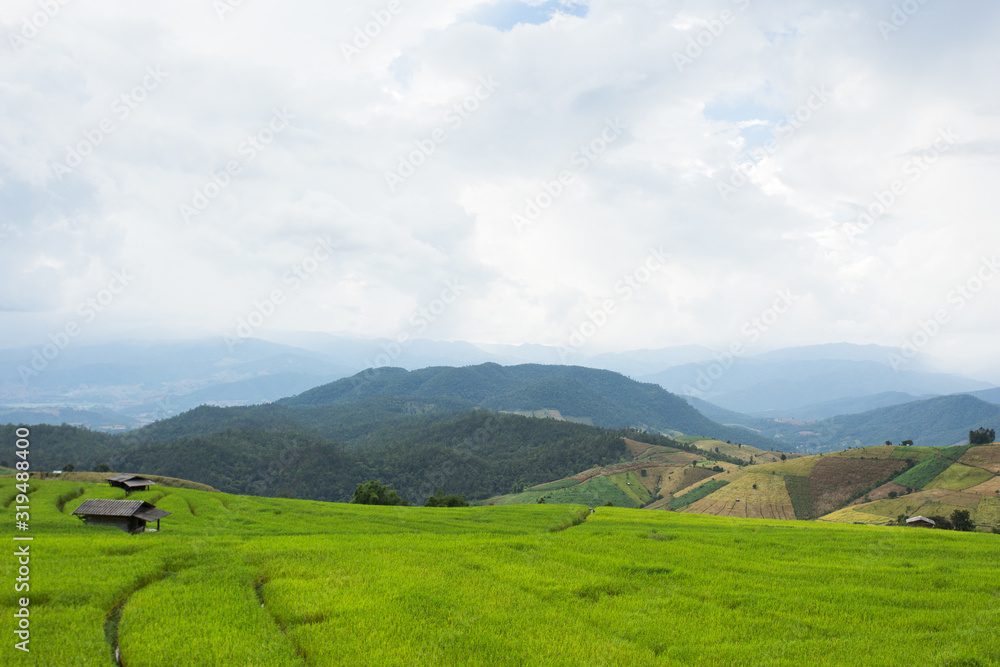 Green Terraced Rice Field