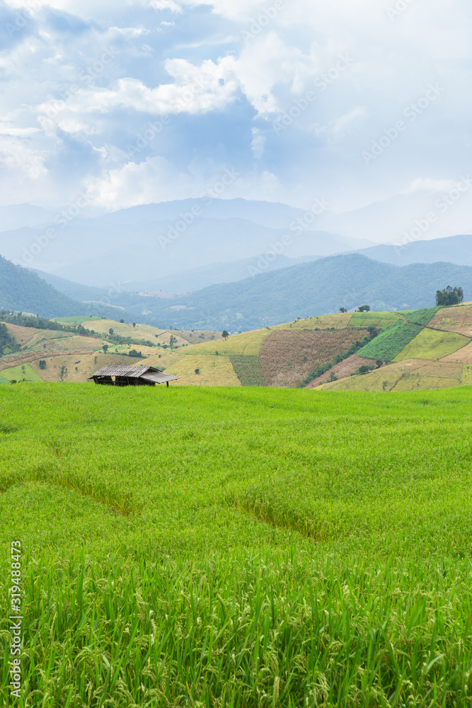 Green Terraced Rice Field