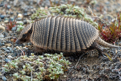 Принти на полотні A hairy armadillo found in Patagonia, Argentina