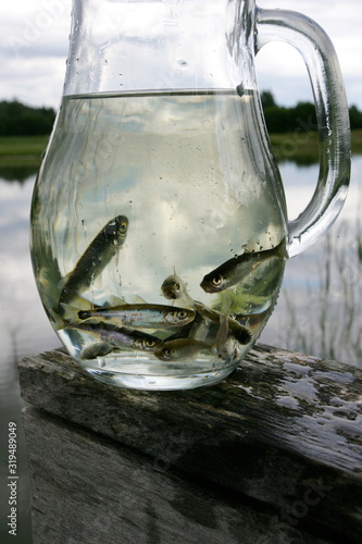 Lots of small fish in a glass jar with water on the shore of a lake on a wooden board