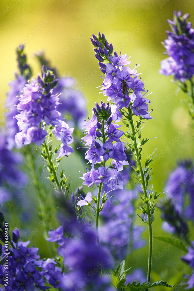 Fototapeta premium Veronica is the largest genus in the flowering plant family Plantaginaceae. Blooming blue flower close-up on field.