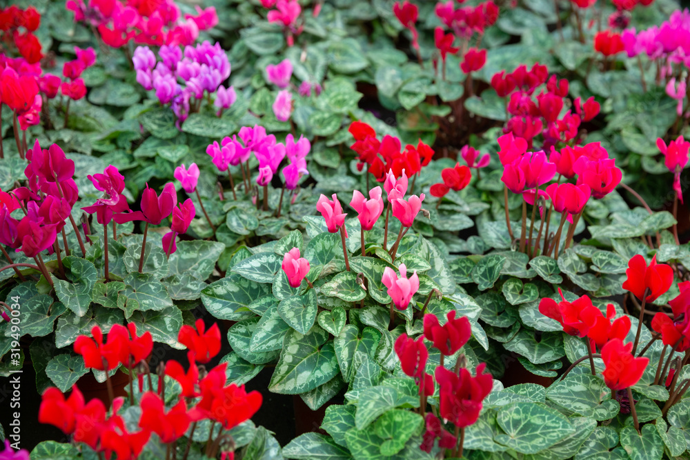 Potted Cyclamen with flowers in hothouse