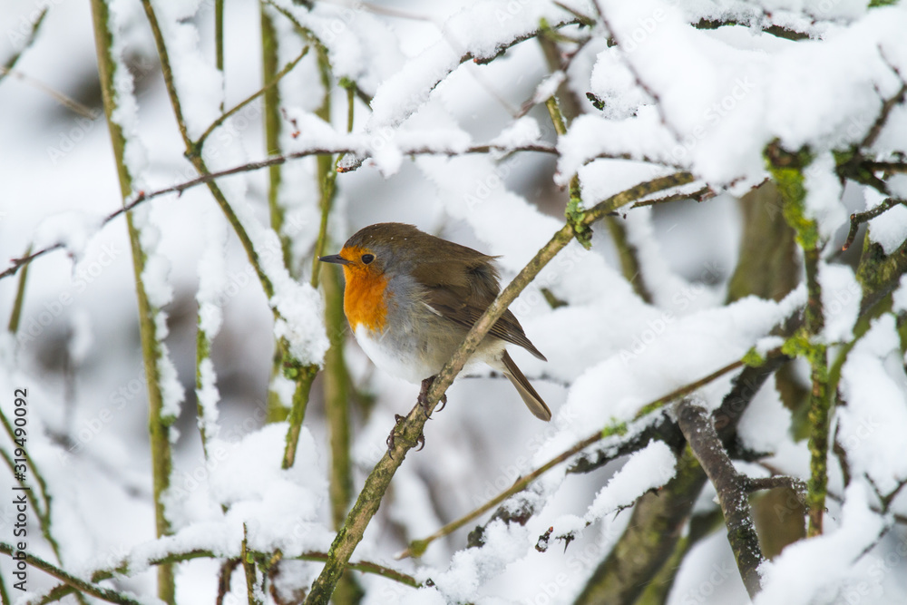 European Robin - Robin in Snow European Robin - Robin in Snow