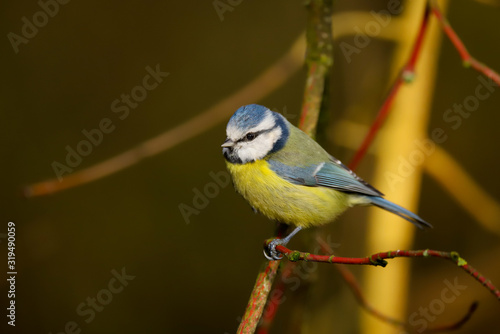 Adult Blue Tit (Cyanistes caeruleus) perched on a branch in the winter sunshine. Taken at my local nature reserve in Cardiff, Wales, UK